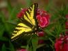 Tiger Swallowtail Butterfly (Papilio sp.)