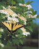 Tiger Swallowtail Butterfly (Papilio sp.)