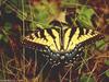 Tiger Swallowtail Butterfly (Papilio sp.)
