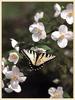 Tiger Swallowtail Butterfly (Papilio sp.)