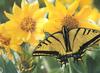 Tiger Swallowtail Butterfly (Papilio sp.)