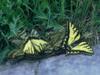 Tiger Swallowtail Butterfly (Papilio sp.)