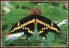 Giant Swallowtail Butterfly (Papilio cresphontes)