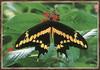 Giant Swallowtail Butterfly (Papilio cresphontes)