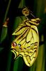 Common Swallowtail Butterfly (Papilio machaon)