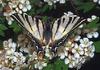 Scarce Swallowtail Butterfly (Iphiclides podalirius)