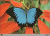 Ulysses Butterfly, Blue Mountain Swallowtail Butterfly (Papilio ulysses)
