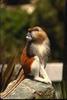 Patas Monkey (Erythrocebus patas)