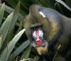 맨드릴개코원숭이 (동물이름사전)