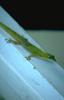 Green Anole (Anolis carolinensis)