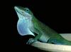 Green Anole (Anolis carolinensis)