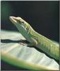 Green Anole (Anolis carolinensis)