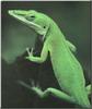 Green Anole (Anolis carolinensis)