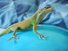 Green Anole (Anolis carolinensis)