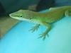 Green Anole (Anolis carolinensis)