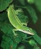 Green Anole (Anolis carolinensis)