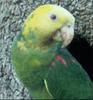 Double Yellow-headed Amazon Parrot (Amazona oratrix)