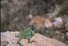 Collared Lizard (Crotaphytus collaris)