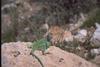 Collared Lizard (Crotaphytus collaris)