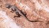 Collared Lizard (Crotaphytus collaris)