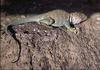 Collared Lizard (Crotaphytus collaris)