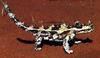 Thorny Devil (Moloch horridus)