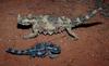 Thorny Devil (Moloch horridus)