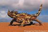 Thorny Devil (Moloch horridus)