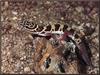Western Banded Gecko (Coleonyx variegatus)