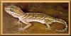 Madagascar Ground Gecko / Malagasy Ground Gecko (Paroedura picta)