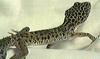 Leopard Gecko (Eublepharis macularius)