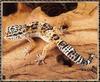 Leopard Gecko (Eublepharis macularius)