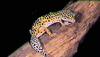 (Pakistan) Leopard Gecko (Eublepharis macularius)