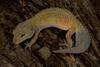 Leucistic) Leopard Gecko (Eublepharis macularius)