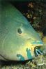 Parrotfish (Scaridae)