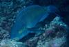 Parrotfish (Scaridae)