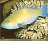 Parrotfish (Scaridae)