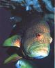 Spotted Grouper (Epinephelus sp.)