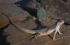 Desert Iguana (Dipsosaurus dorsalis)