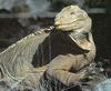 Land Iguana (Conolophus subcristatus)