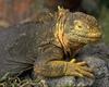 Land Iguana (Conolophus subcristatus)