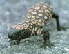 Gila Monster (Heloderma suspectum)