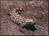 Gila Monster (Heloderma suspectum)