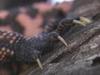 Gila Monster (Heloderma suspectum)