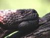 Gila Monster (Heloderma suspectum)