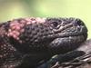 Gila Monster (Heloderma suspectum)