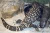 Beaded Lizard (Heloderma horridum)