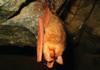 멸종위기 야생 동·식물 I급 (포유류): 붉은박쥐