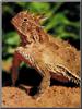 Horned Lizard (Phrynosoma sp.)