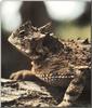 Horned Lizard (Phrynosoma sp.)